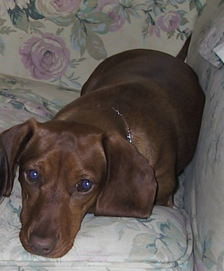 Shotzi the Dachshund