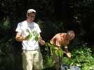 Rob and Dirk stripping leaves